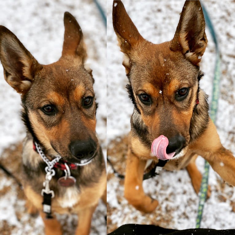 Alemã, a German Shepherd Dog and Australian Cattle Dog mix tested with EmbarkVet.com