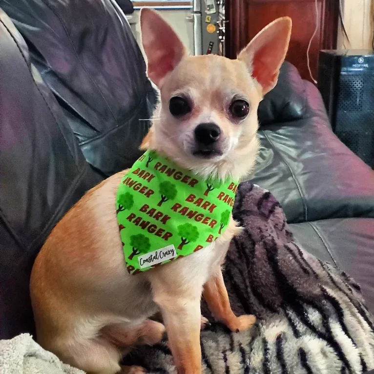 Boomer, a Chihuahua and Rat Terrier mix tested with EmbarkVet.com