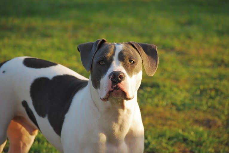 Cypress, an American Bully and American Pit Bull Terrier mix tested with EmbarkVet.com