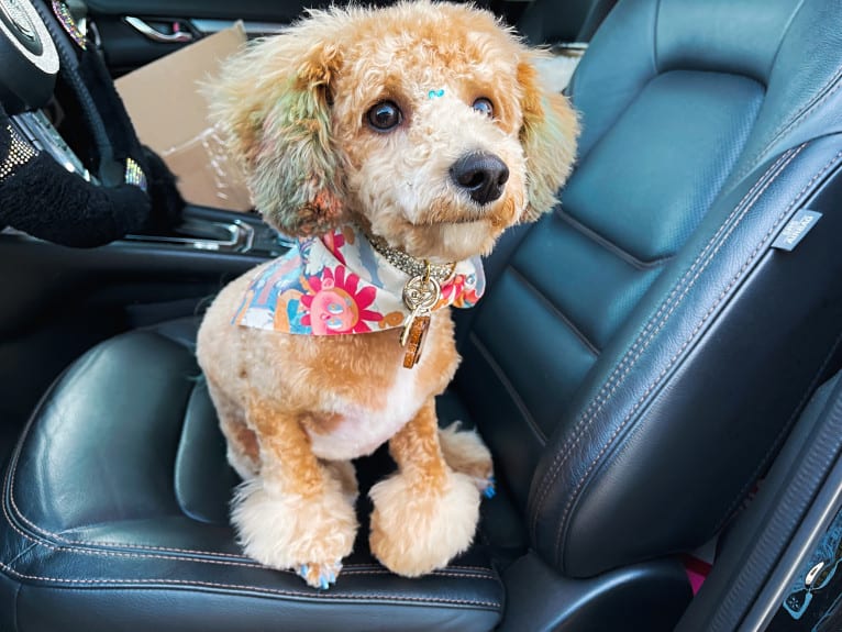 Bailee, a Bichonpoo tested with EmbarkVet.com