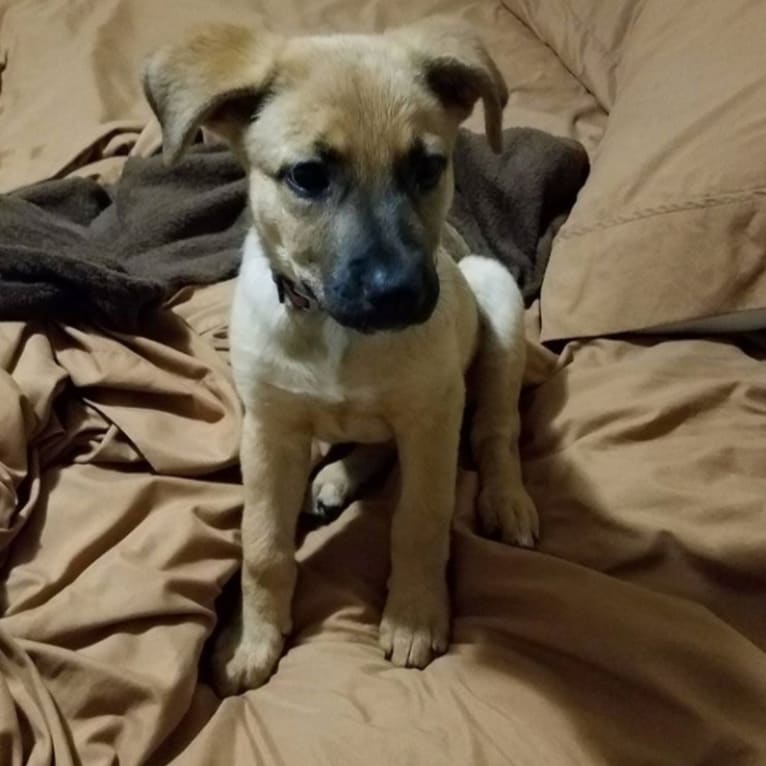 Max, a German Shepherd Dog and Rat Terrier mix tested with EmbarkVet.com