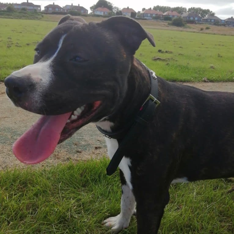 Photo of Loki, a Staffordshire Bull Terrier and American Pit Bull Terrier mix in Hadston, England, United Kingdom