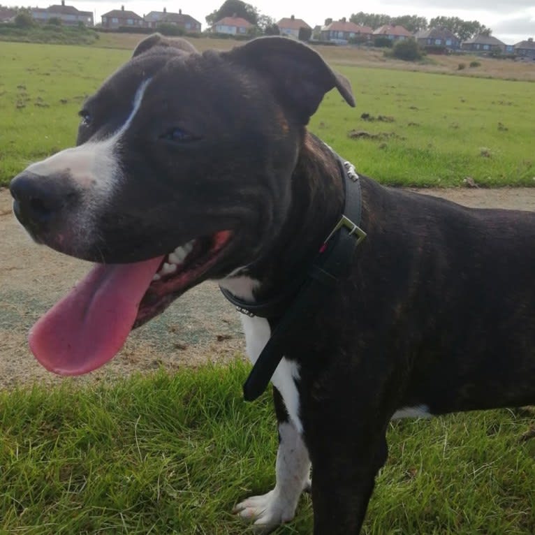 Loki, a Staffordshire Bull Terrier and American Pit Bull Terrier mix tested with EmbarkVet.com