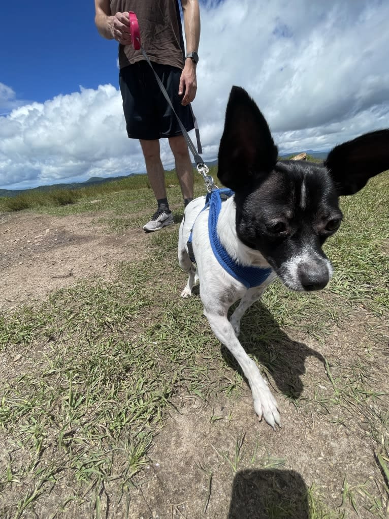 Darla, a Chihuahua and Shih Tzu mix tested with EmbarkVet.com