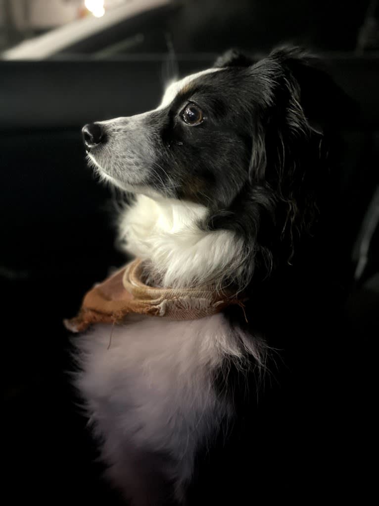 Cricket, an Australian Shepherd tested with EmbarkVet.com