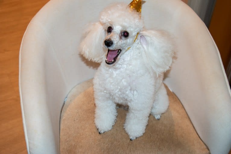 GiGi L'Amour, a Poodle (Small) tested with EmbarkVet.com