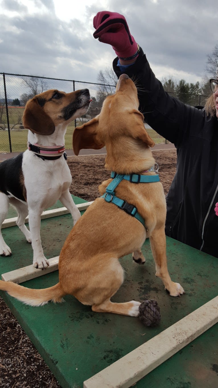 Freckles, a Beagle and German Shepherd Dog mix tested with EmbarkVet.com