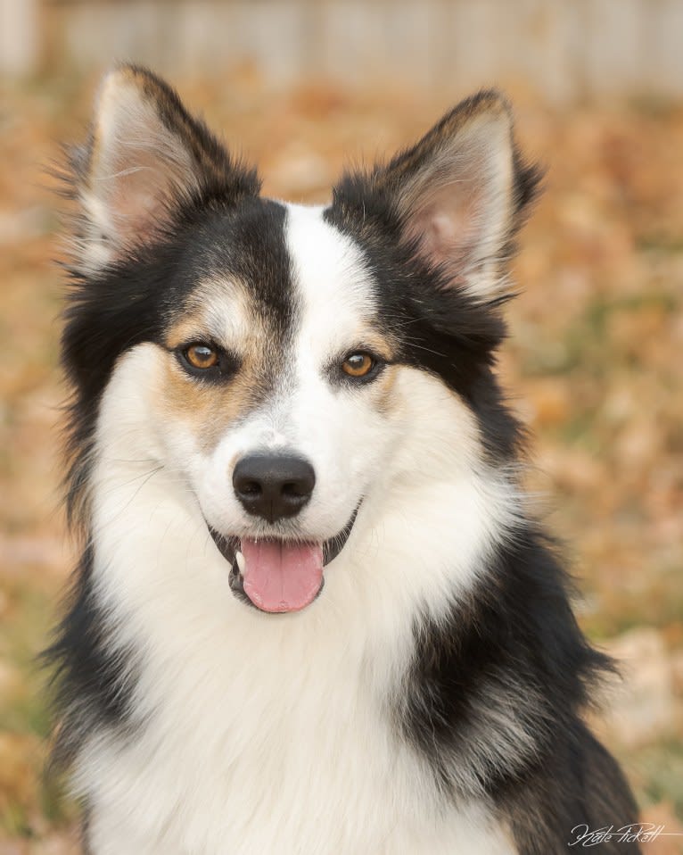 Orri, an Icelandic Sheepdog tested with EmbarkVet.com