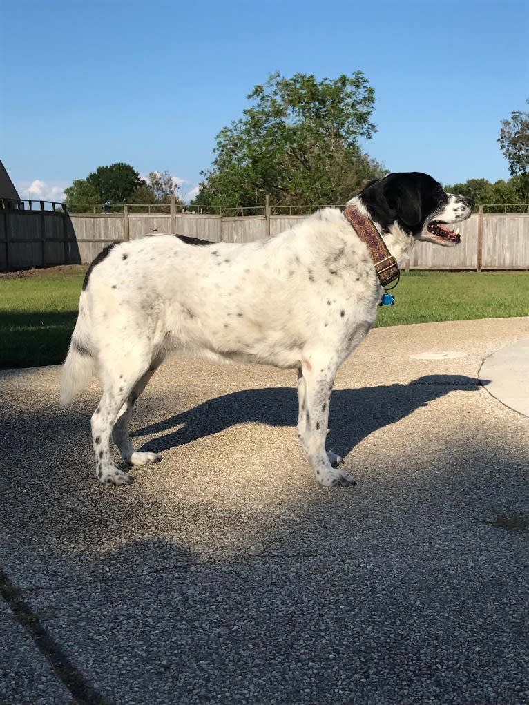 Sheba, a Labrador Retriever and Great Pyrenees mix tested with EmbarkVet.com