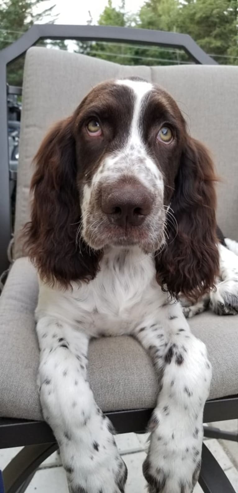 Oliver Spark de l'Amadis, a French Spaniel tested with EmbarkVet.com