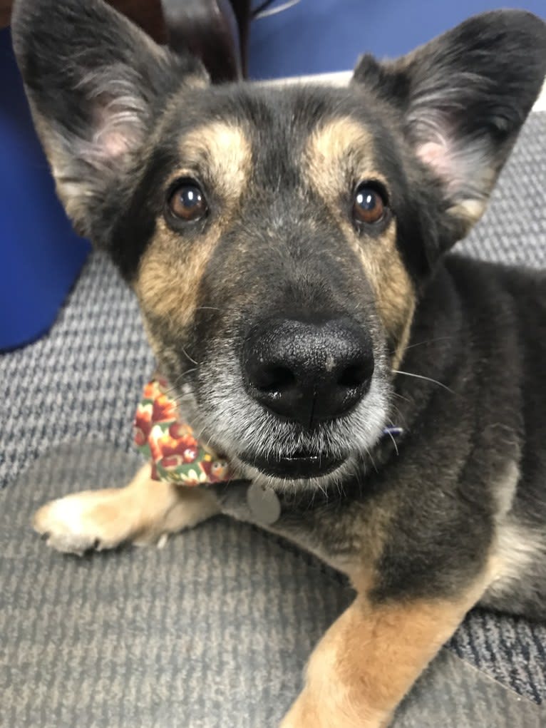 Simba, a German Shepherd Dog and Labrador Retriever mix tested with EmbarkVet.com