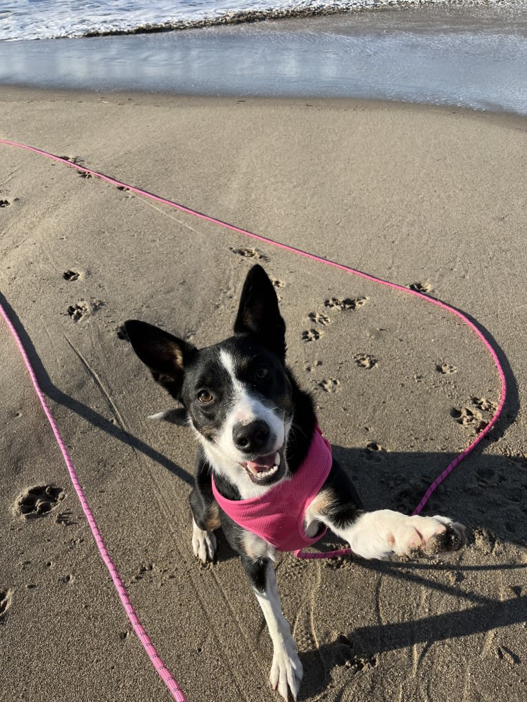 Laika, a Border Collie and Australian Cattle Dog mix tested with EmbarkVet.com