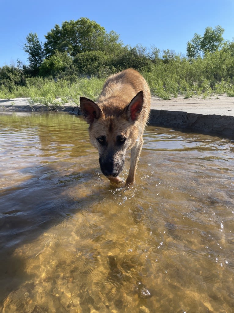 Enzo, a Siberian Husky and German Shepherd Dog mix tested with EmbarkVet.com