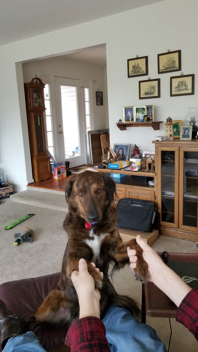 Brindle golden retriever sales