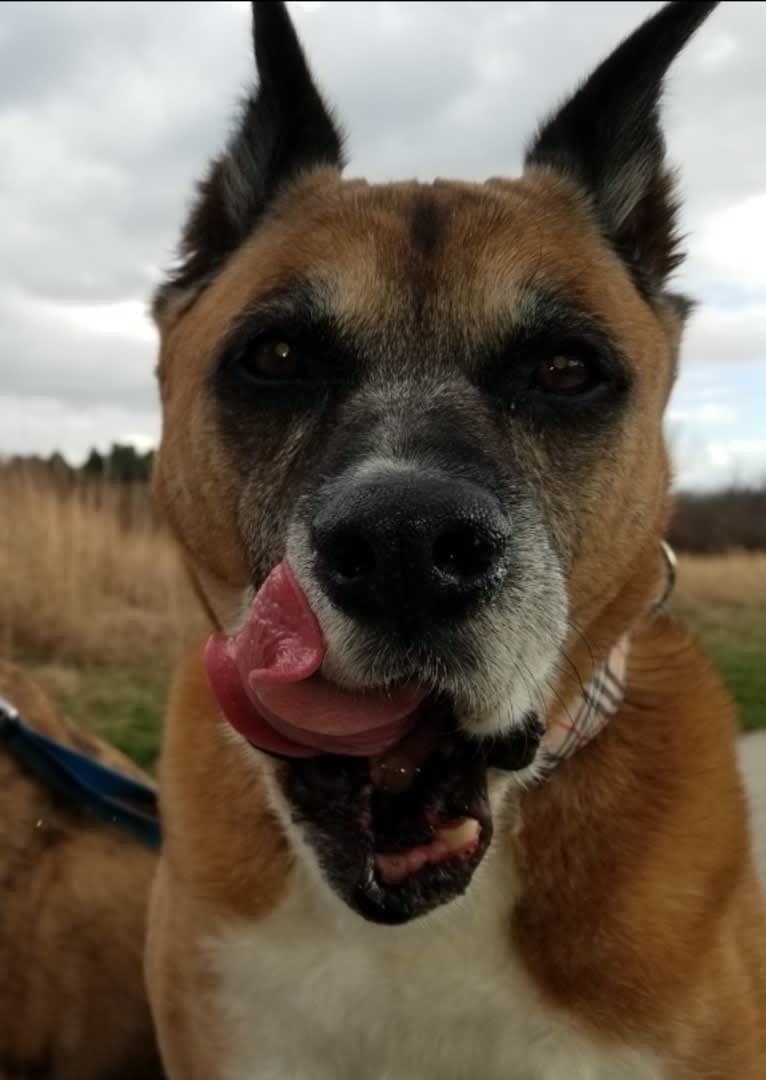 Vadar, a Boxer and Australian Shepherd mix tested with EmbarkVet.com