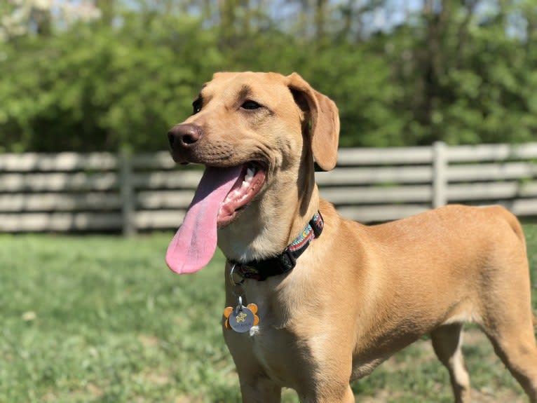 Lola, a Labrador Retriever and Boxer mix tested with EmbarkVet.com