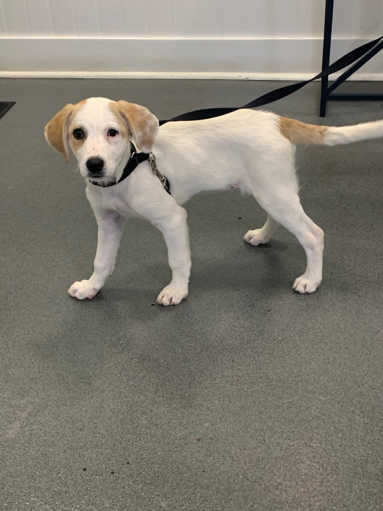 Bella, a Great Pyrenees and Australian Cattle Dog mix tested with EmbarkVet.com