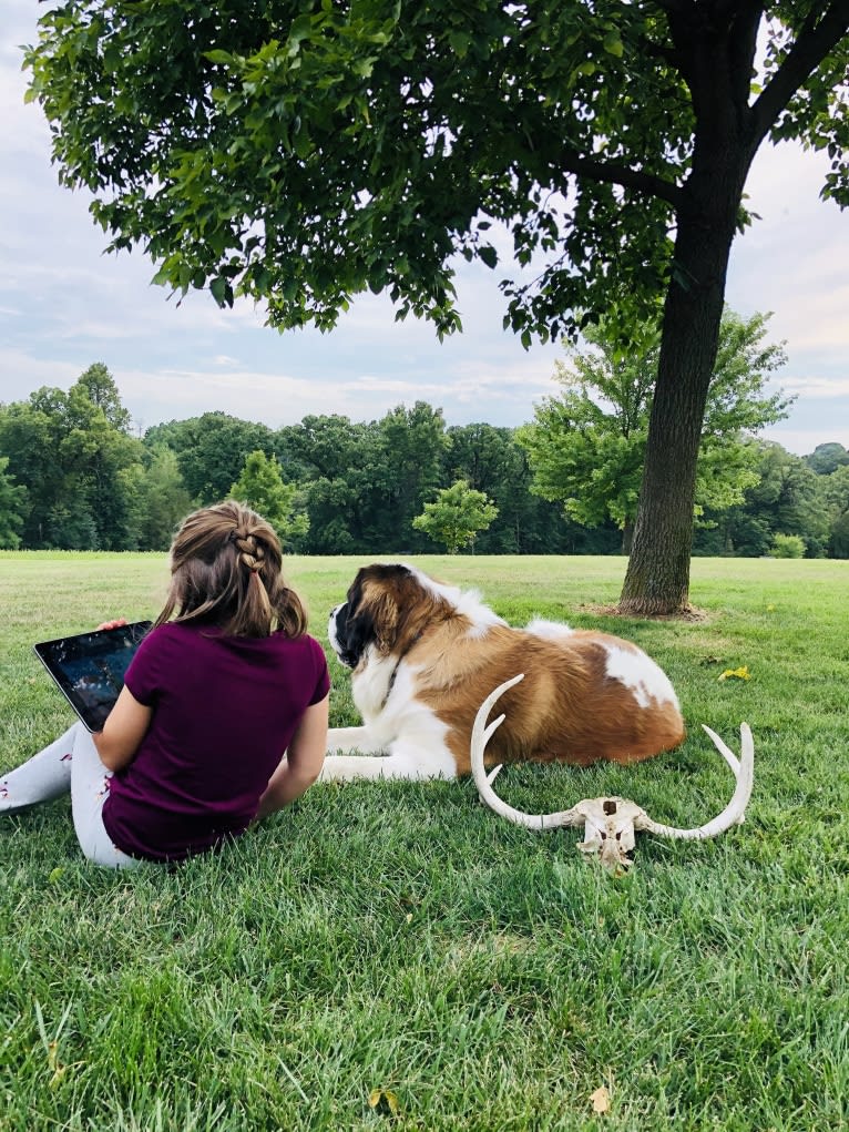 Sadie, a Saint Bernard tested with EmbarkVet.com