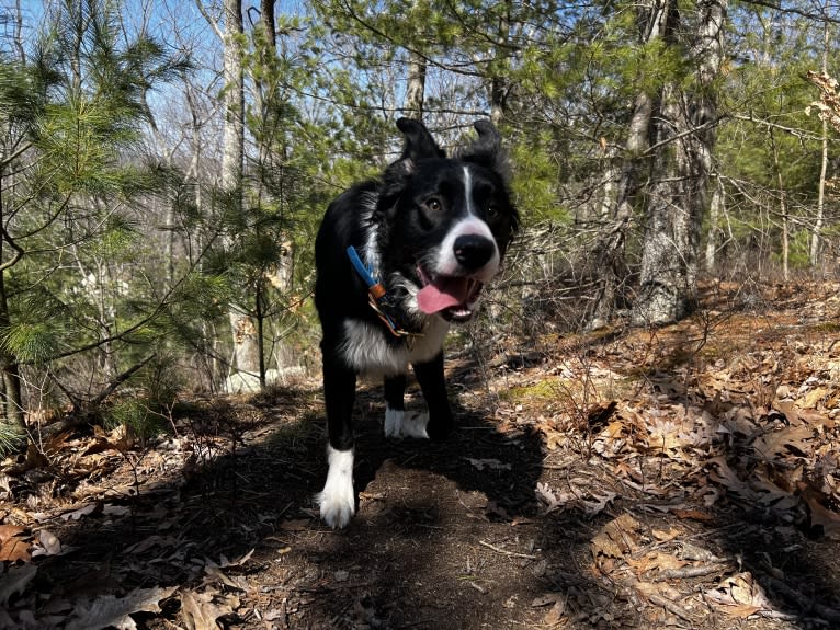 DDF Arlo, a Border Collie tested with EmbarkVet.com