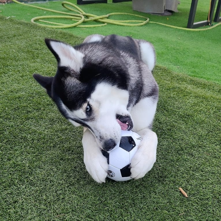 Teyla, a Siberian Husky tested with EmbarkVet.com