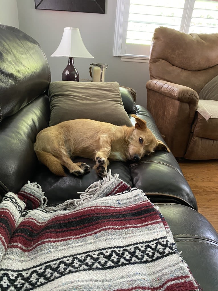 Olive, a Dachshund and Australian Shepherd mix tested with EmbarkVet.com