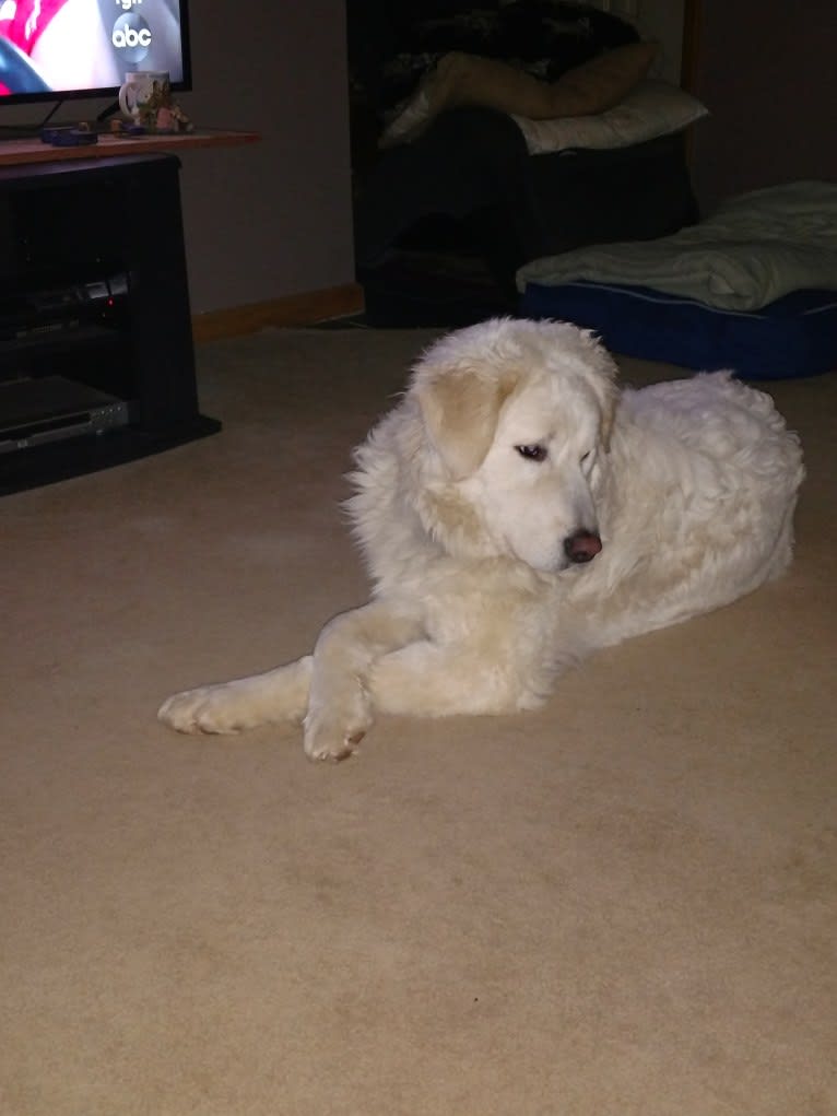 Halle, a Maremma Sheepdog tested with EmbarkVet.com