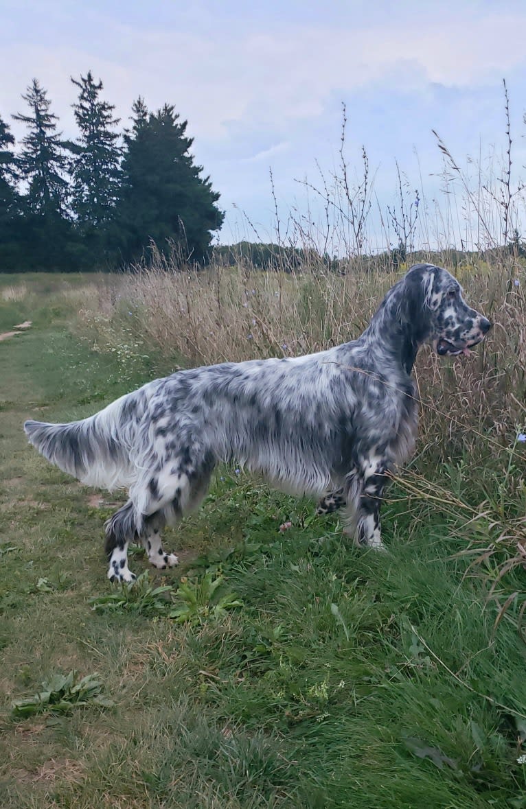 Kent, an English Setter tested with EmbarkVet.com