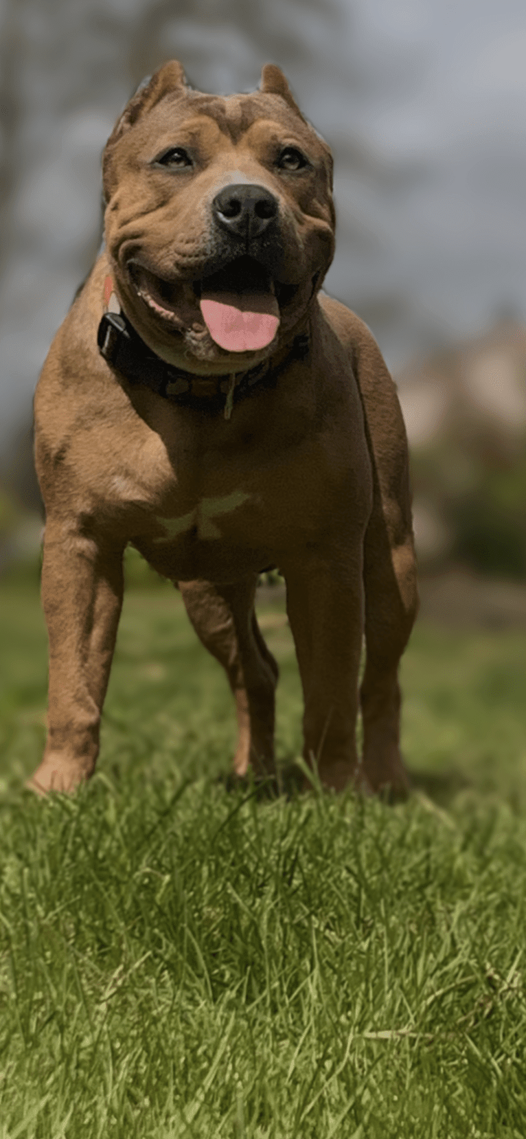 Racen CH/Champion Opilio, an American Bully tested with EmbarkVet.com