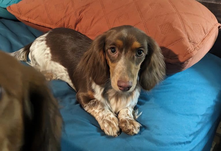 Cookie, a Dachshund tested with EmbarkVet.com