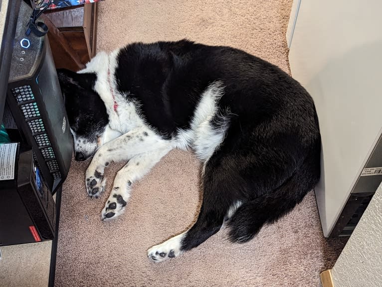 Stella, a Karelian Bear Dog tested with EmbarkVet.com