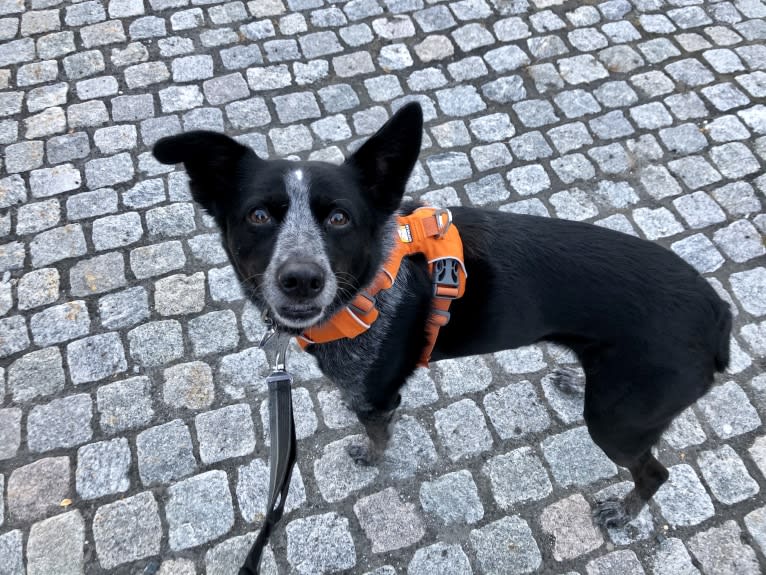 Mist, an Australian Cattle Dog and Australian Shepherd mix tested with EmbarkVet.com