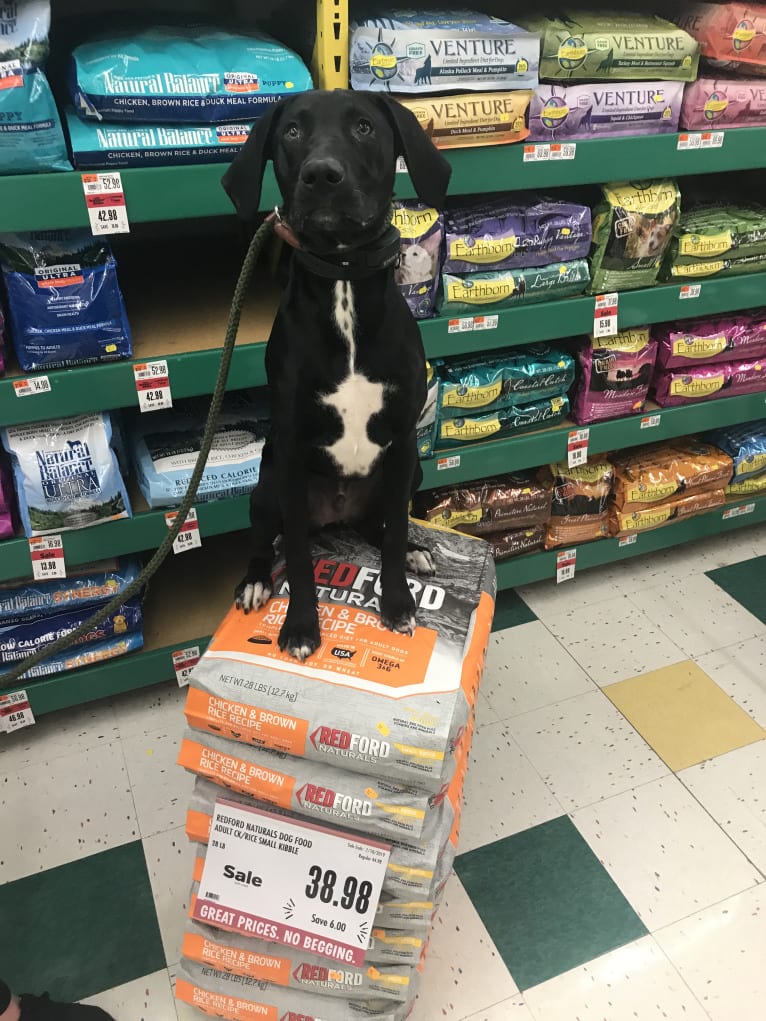 Kane, a German Shorthaired Pointer and Labrador Retriever mix tested with EmbarkVet.com