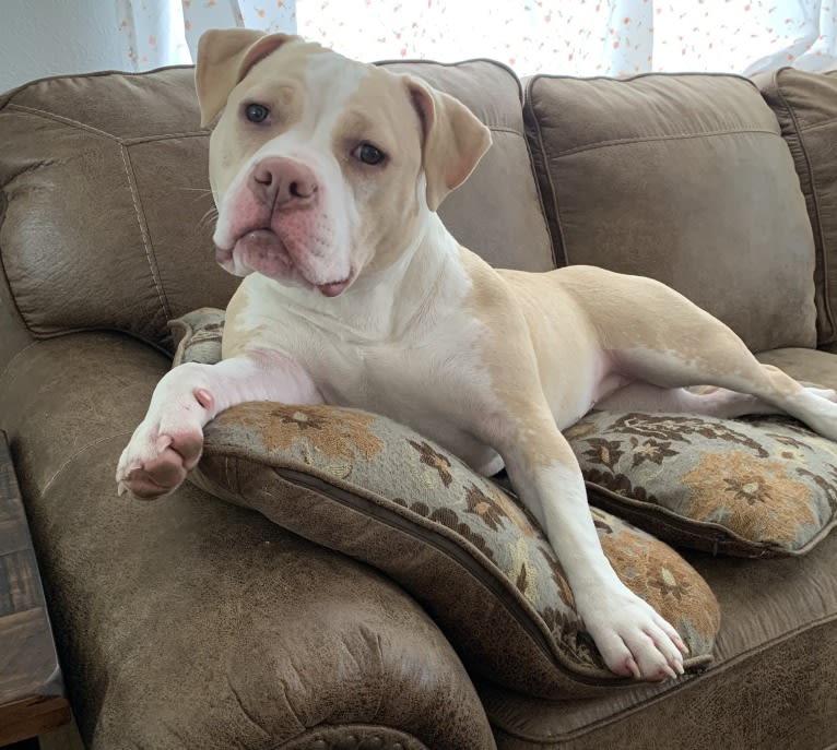 Lola, an American Bully tested with EmbarkVet.com