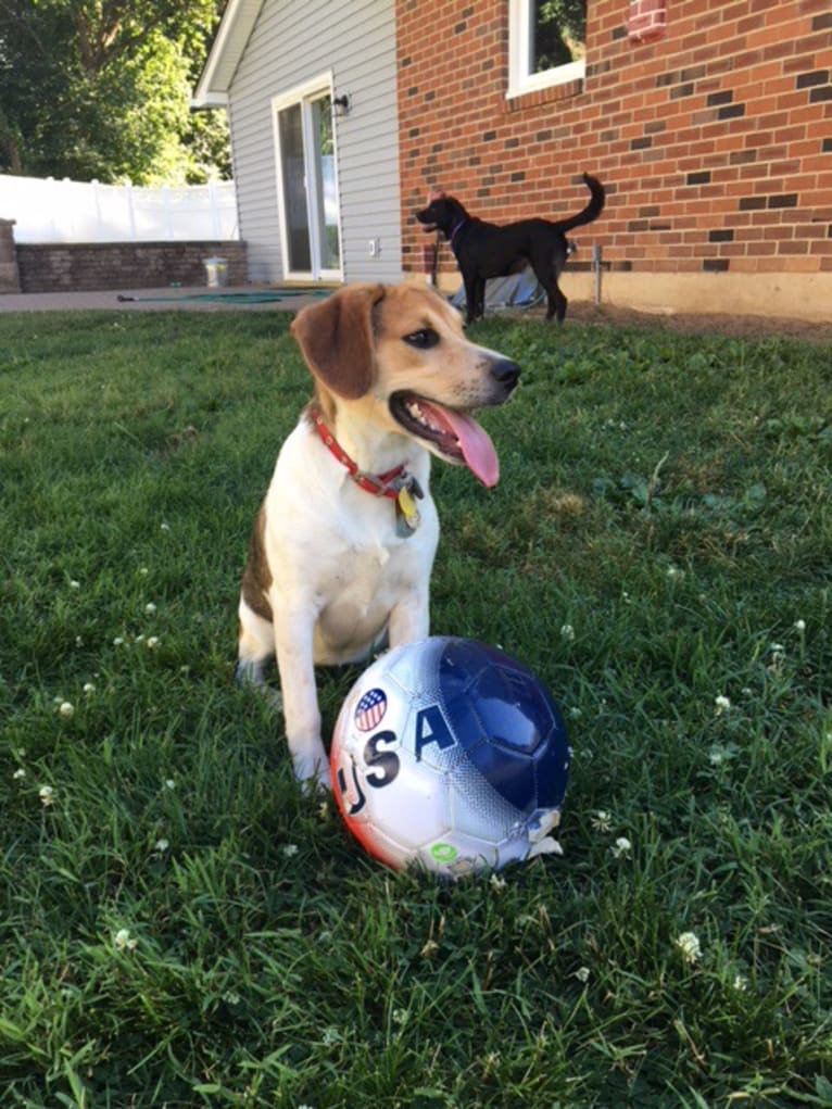 Charlee, a Beagle and American Pit Bull Terrier mix tested with EmbarkVet.com