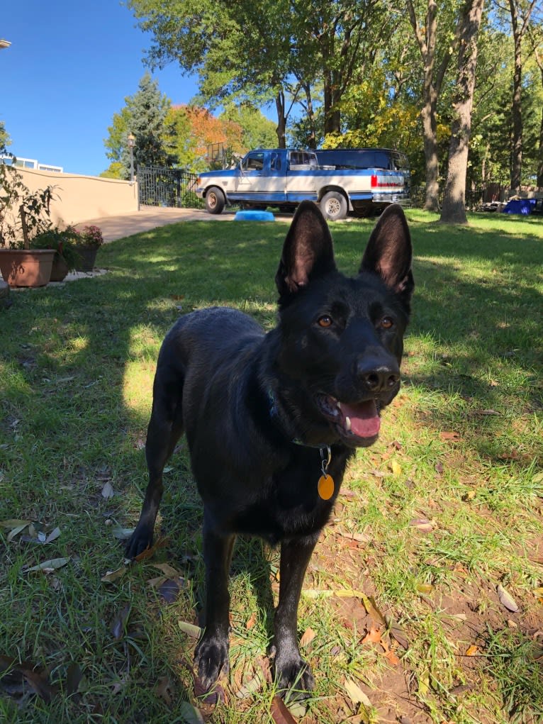 Ramona, a German Shepherd Dog tested with EmbarkVet.com