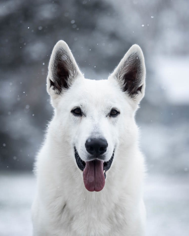 Enzo, a White Shepherd tested with EmbarkVet.com