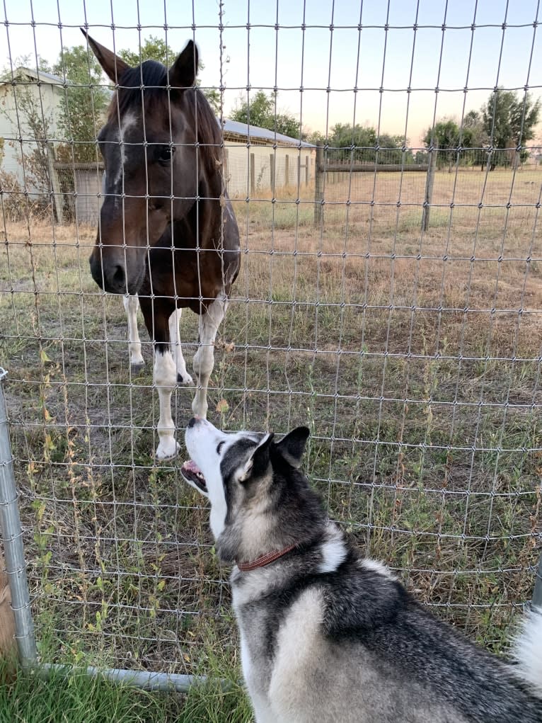 Romeo, a Siberian Husky and Alaskan Malamute mix tested with EmbarkVet.com