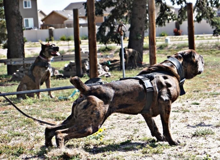 Thoryn, an American Bulldog and Cane Corso mix tested with EmbarkVet.com