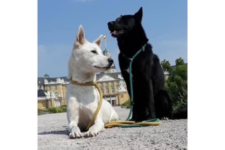 Moshae, a Canaan Dog tested with EmbarkVet.com