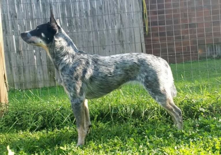 Millie AKA The Masked Millie, an Australian Cattle Dog tested with EmbarkVet.com