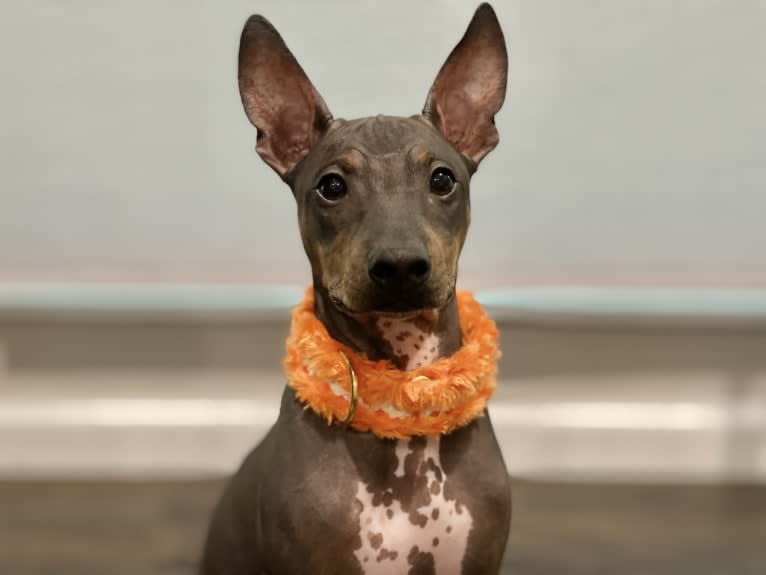 Xander, an American Hairless Terrier tested with EmbarkVet.com