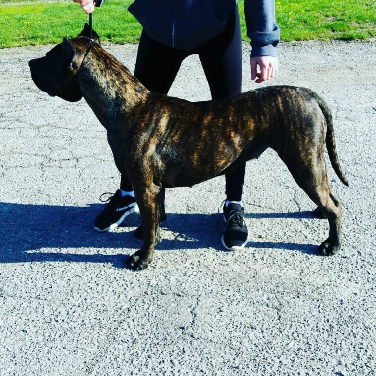 Tess, a Perro de Presa Canario tested with EmbarkVet.com