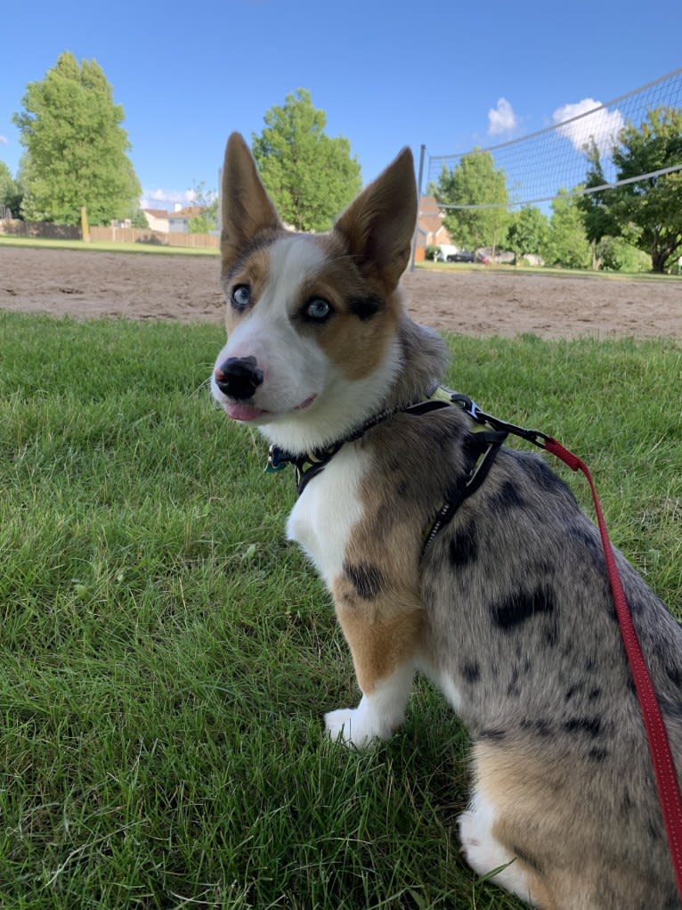 Milo, a Pembroke Welsh Corgi and Australian Shepherd mix tested with EmbarkVet.com