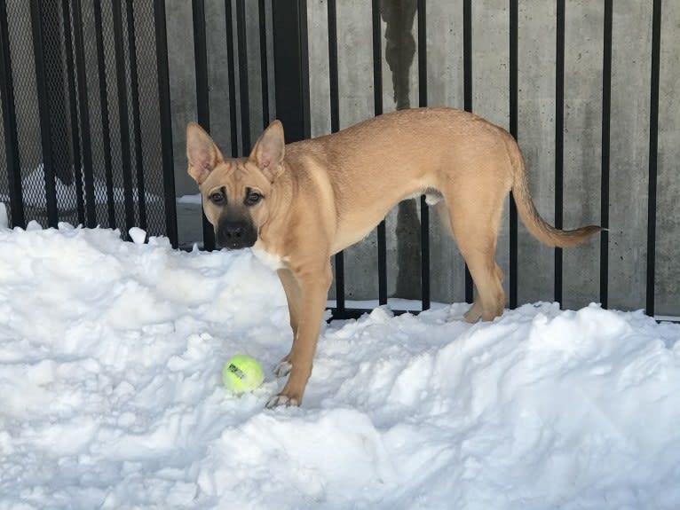 Kermit, an American Pit Bull Terrier and German Shepherd Dog mix tested with EmbarkVet.com