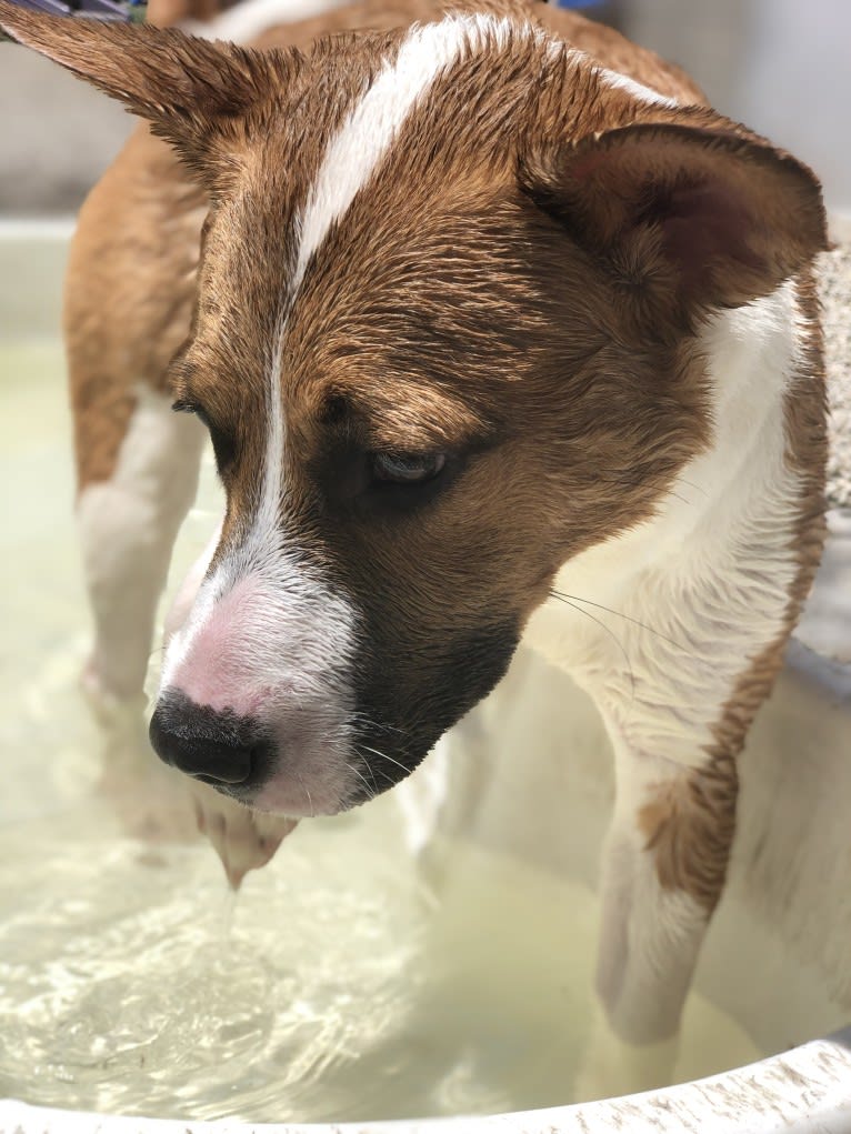 Hazel Grace, an American Pit Bull Terrier and Boxer mix tested with EmbarkVet.com