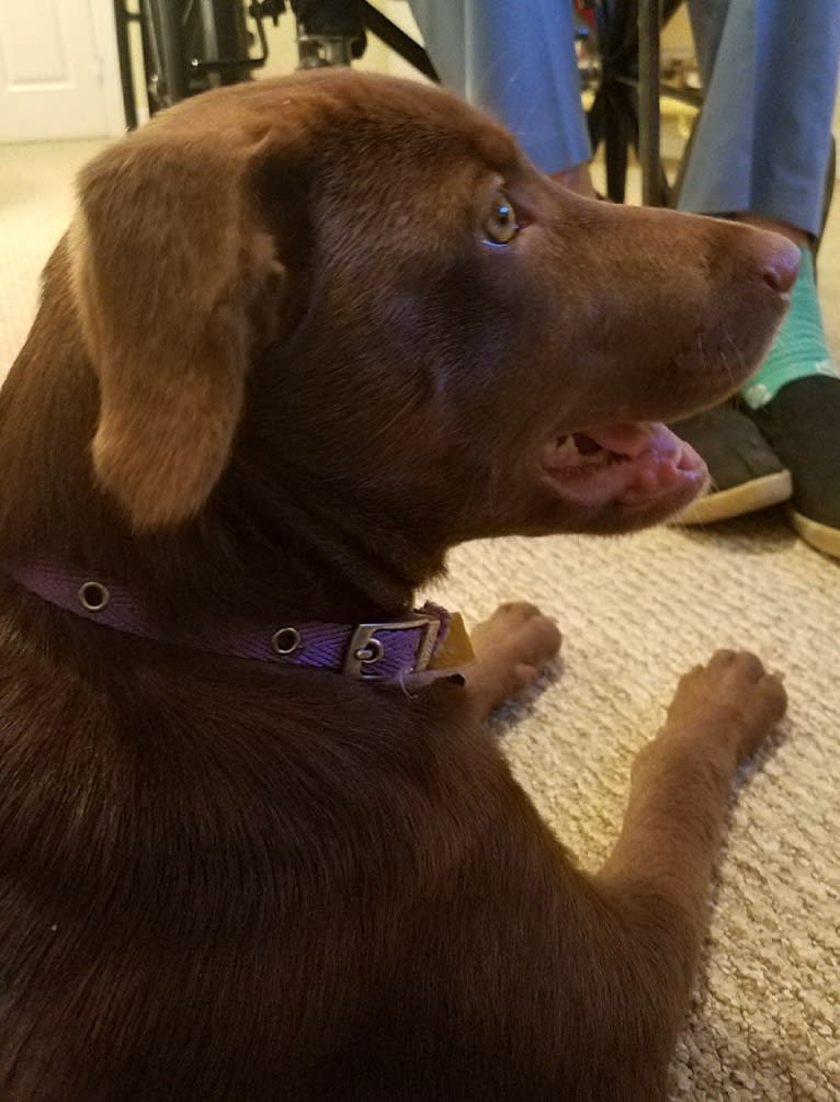 Cochise, a Labrador Retriever and Siberian Husky mix tested with EmbarkVet.com