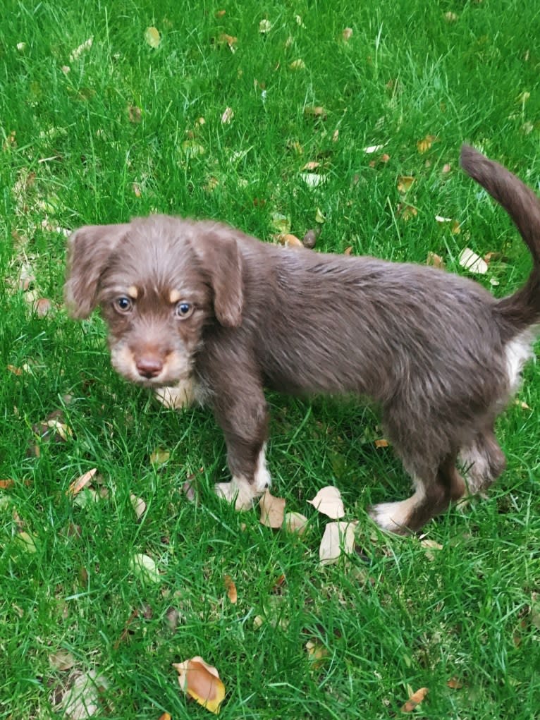 Penny, a Poodle (Small) and German Shorthaired Pointer mix tested with EmbarkVet.com