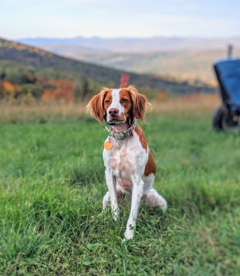 Oliver, a Brittany tested with EmbarkVet.com