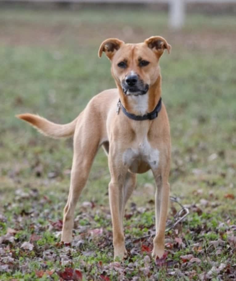 Tahoe, an American Pit Bull Terrier and Treeing Walker Coonhound mix tested with EmbarkVet.com