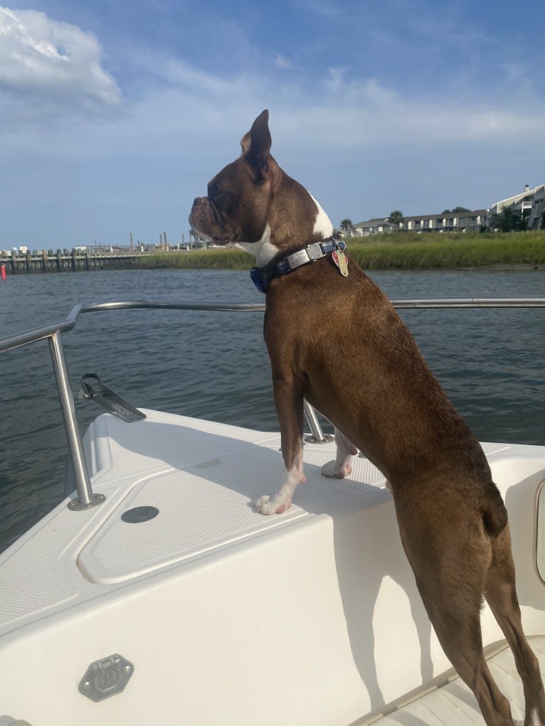 Sir Tazmanian, a Boston Terrier tested with EmbarkVet.com